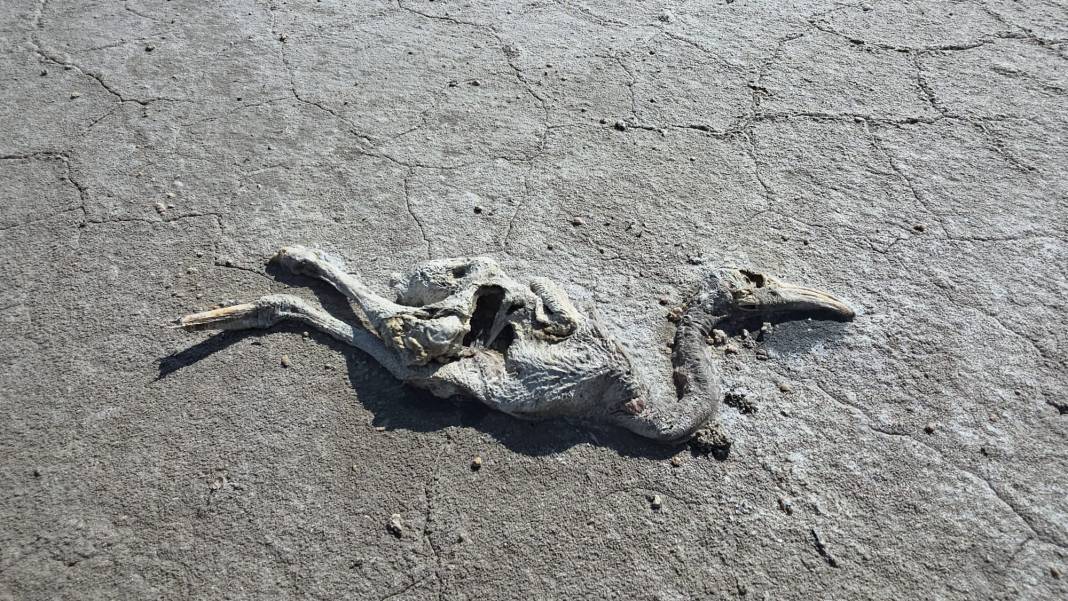 Konya’nın flamingo cennetinden acı haber 1